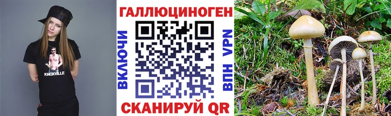 Псилоцибиновые грибы Cubensis  Лихославль 